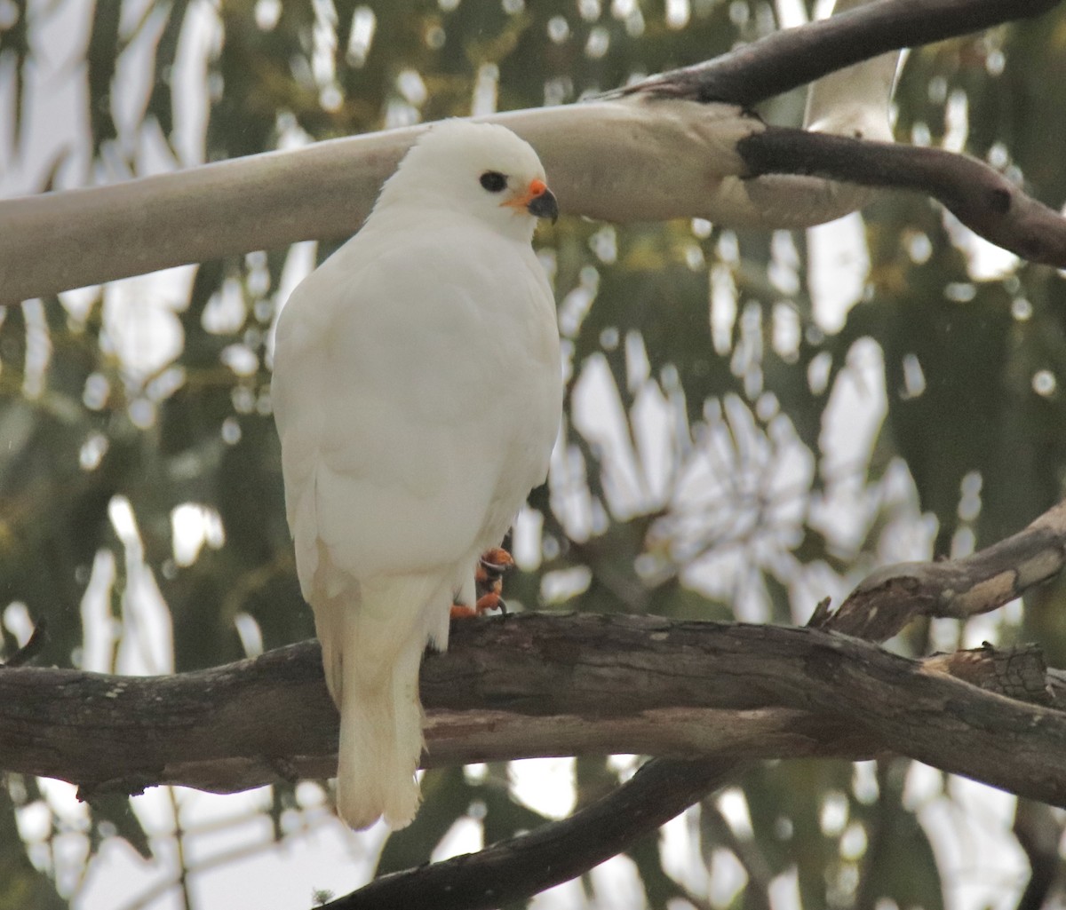 Gray Goshawk - ML610957006