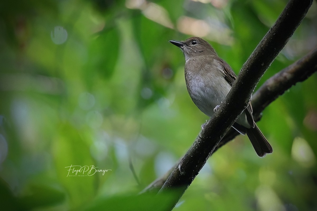 Negros Jungle Flycatcher - Floyd Bermejo