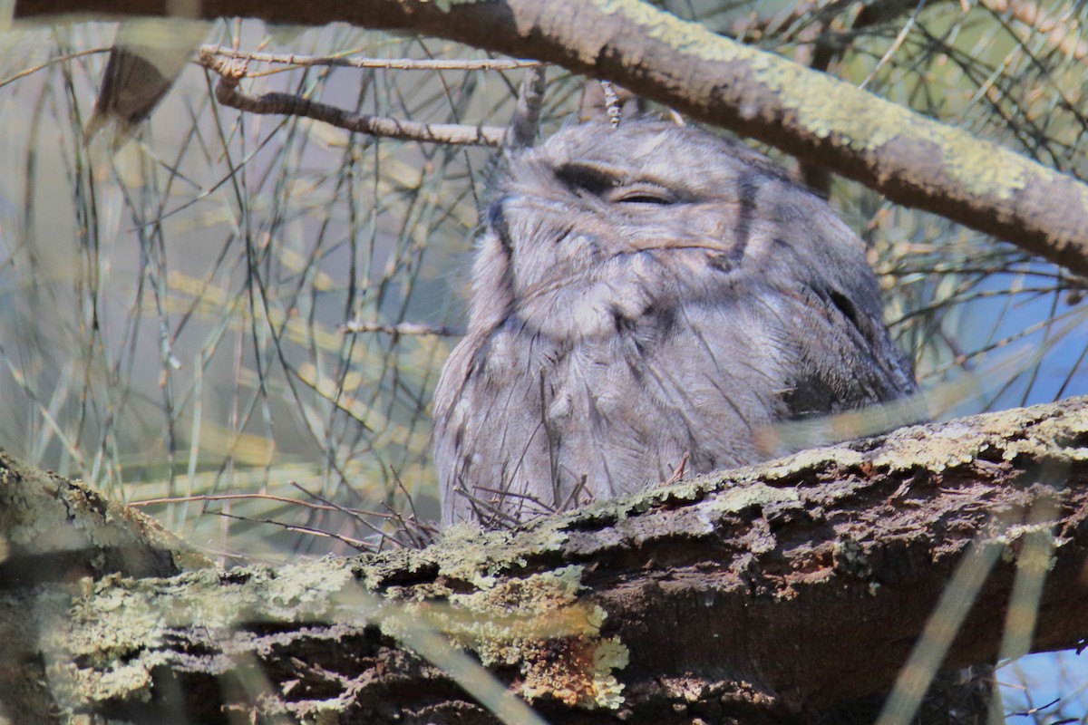 Tawny Frogmouth - Ross Brown