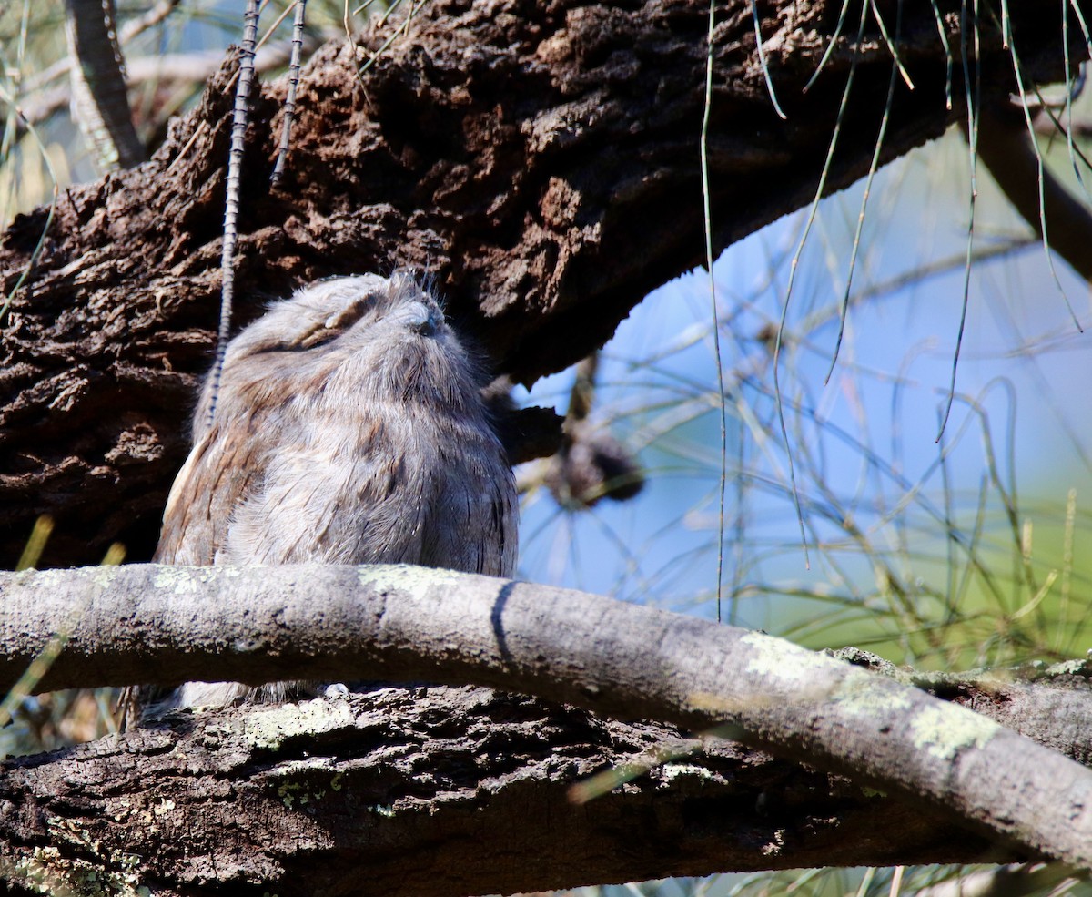 Tawny Frogmouth - Ross Brown