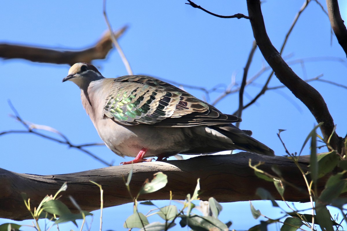 Common Bronzewing - ML610957152