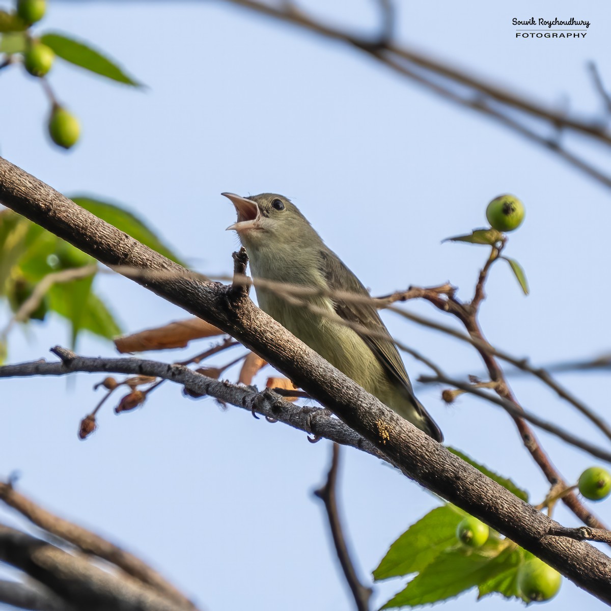 Pale-billed Flowerpecker - ML610957162