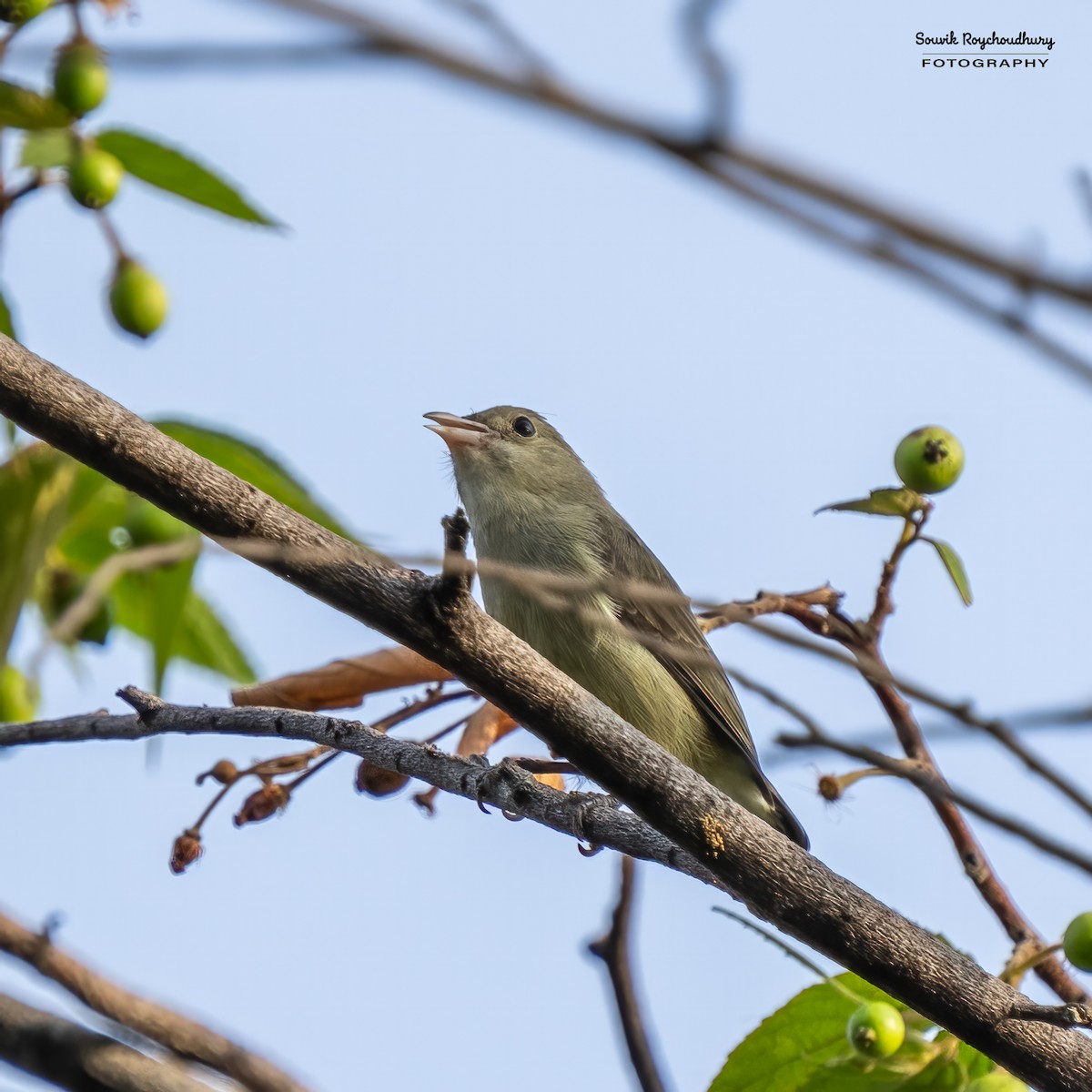 Pale-billed Flowerpecker - Souvik Roychoudhury