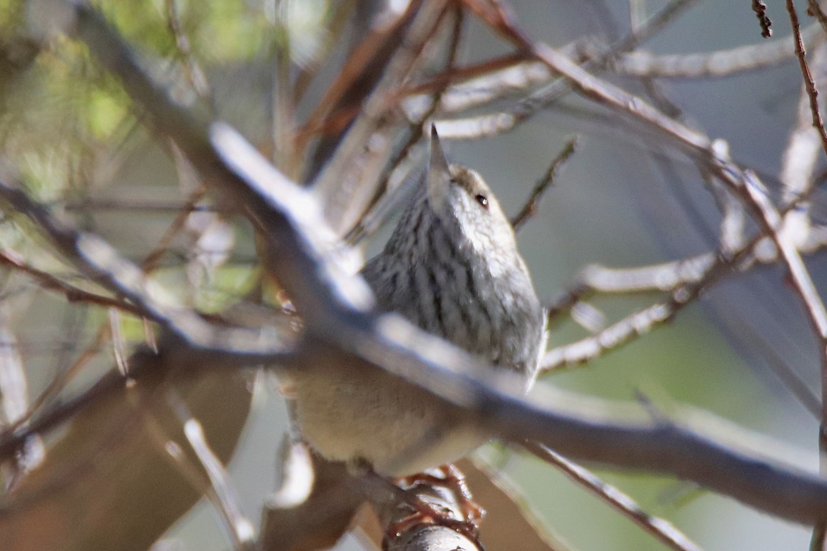 Brown Thornbill - ML610957170