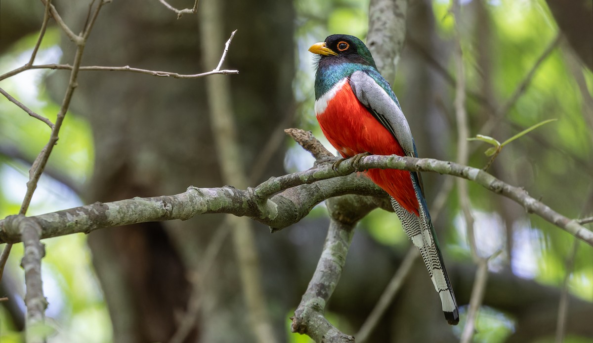 trogon krásný (ssp. elegans/lubricus) - ML610957177