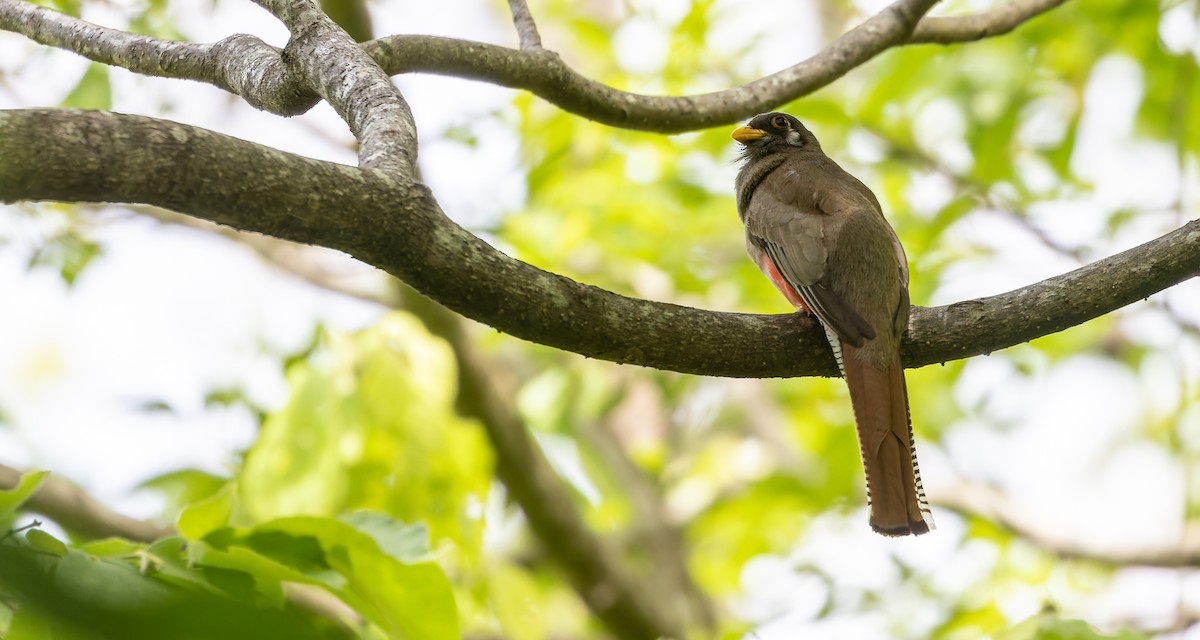 trogon krásný (ssp. elegans/lubricus) - ML610957179