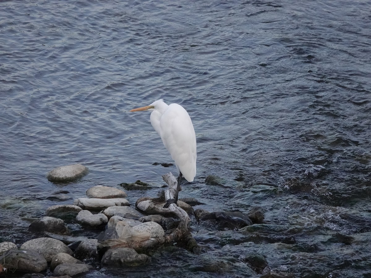 Great Egret - ML610957193