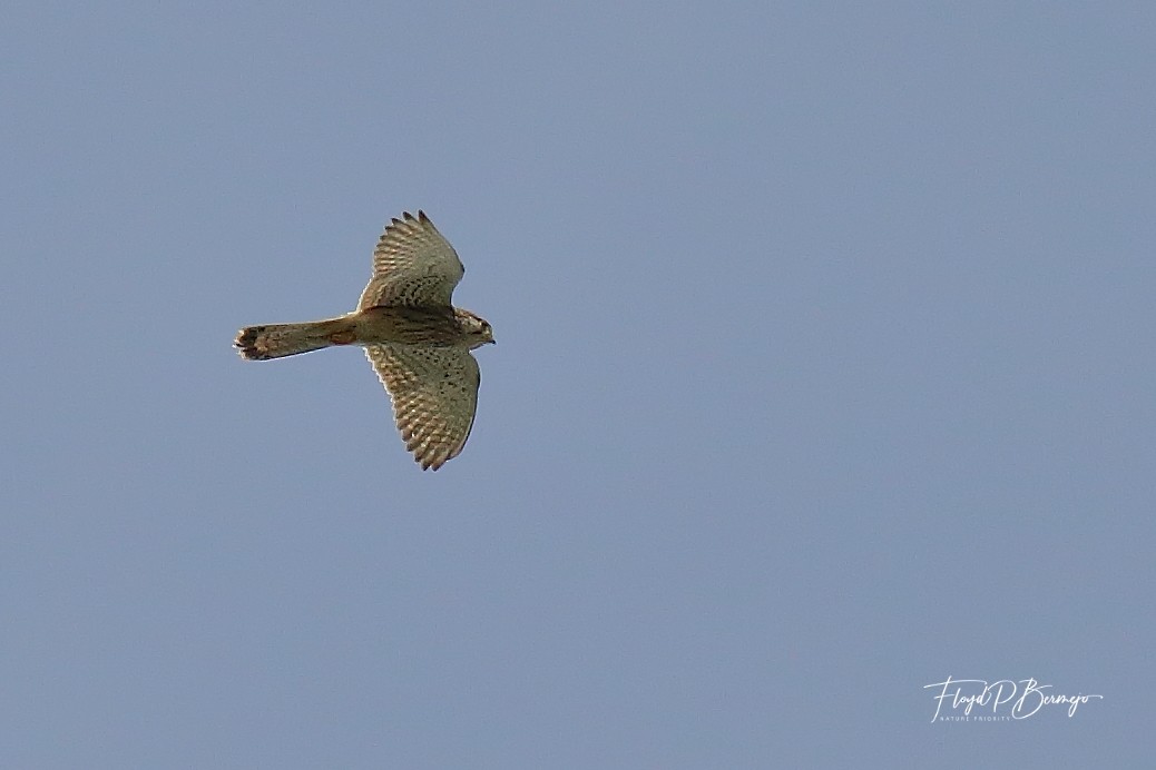 Eurasian Kestrel - ML610957195
