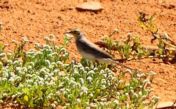 נחליאלי לימוני - ML610957221