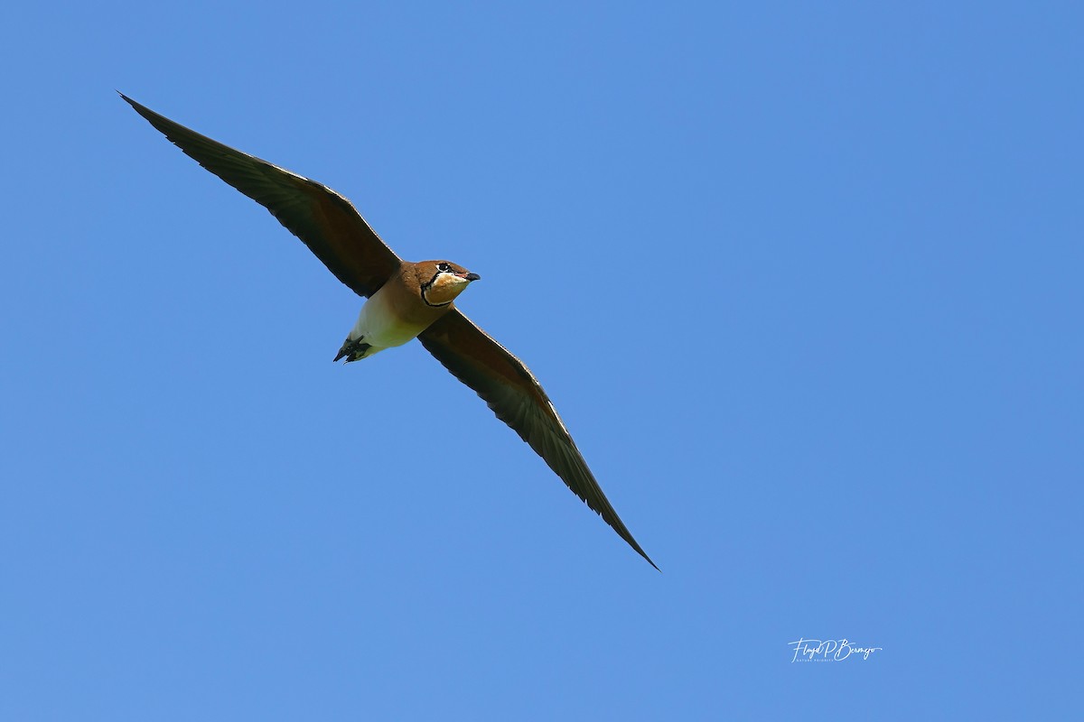 Oriental Pratincole - ML610957329