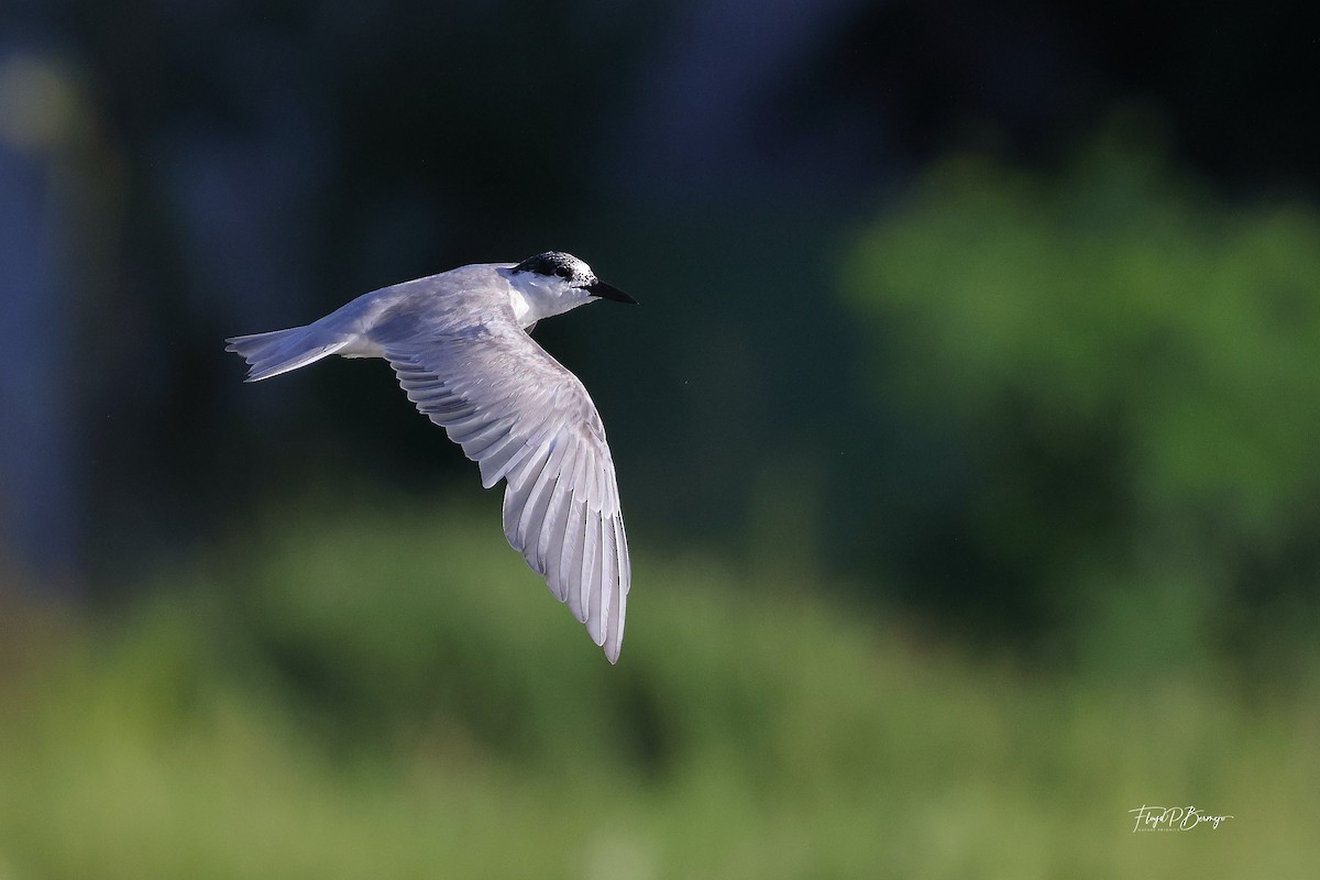 Whiskered Tern - ML610957330