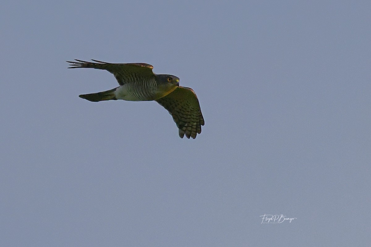 Besra/Japanese Sparrowhawk - ML610957338