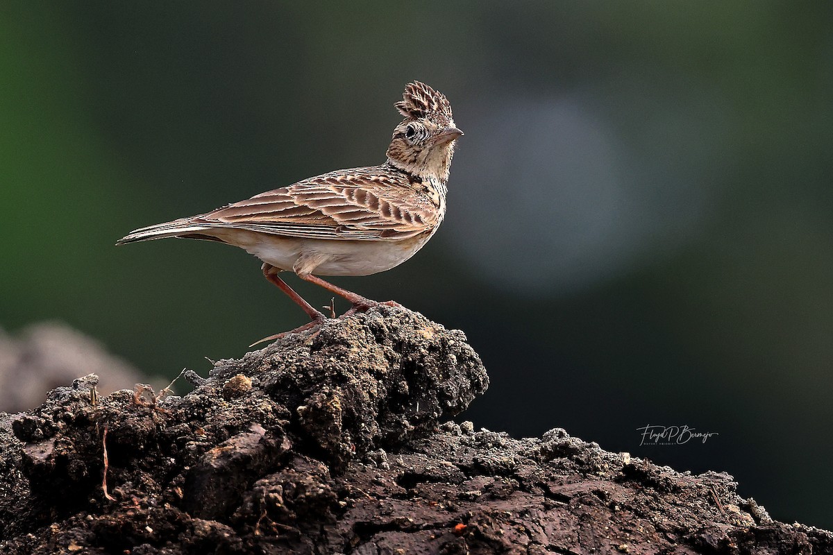 Oriental Skylark - ML610957342