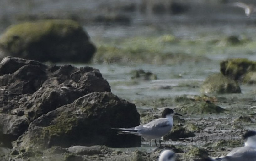 Common Tern - ML610957371