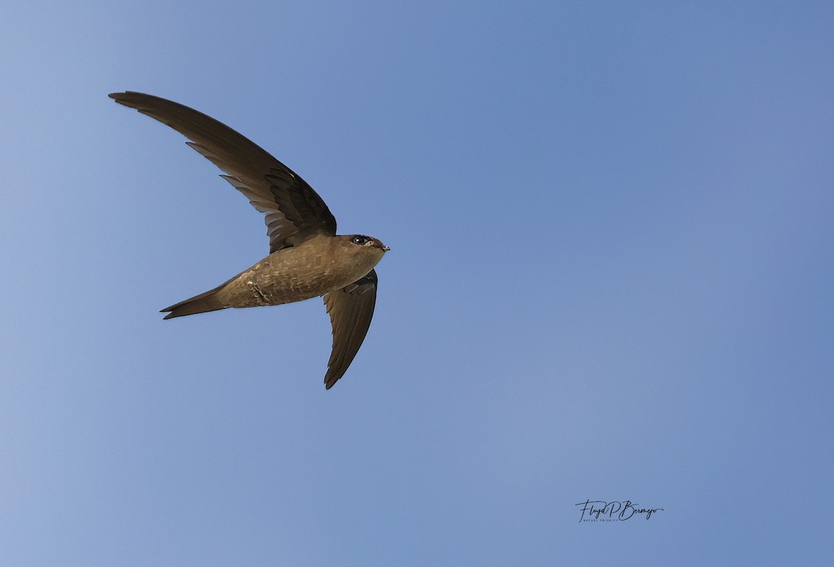 Asian Palm Swift - ML610957438