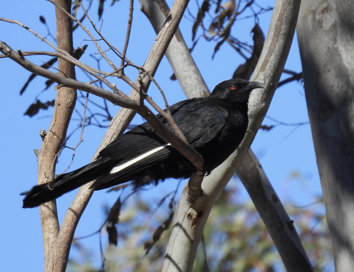 White-winged Chough - Jeff Hambleton