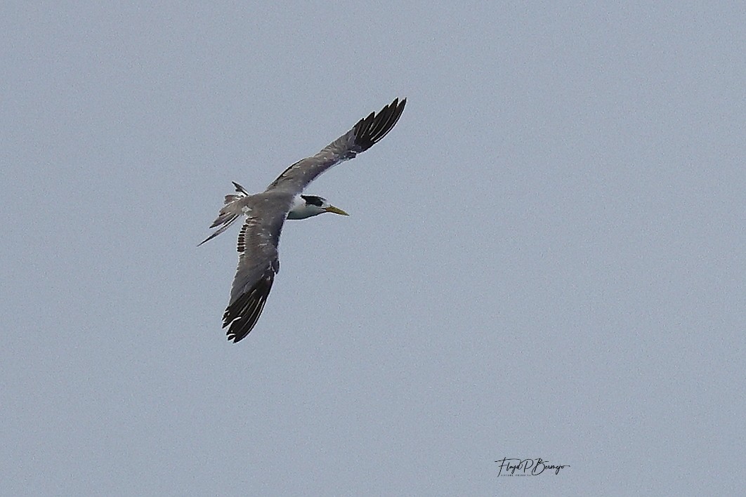 Great Crested Tern - ML610957441