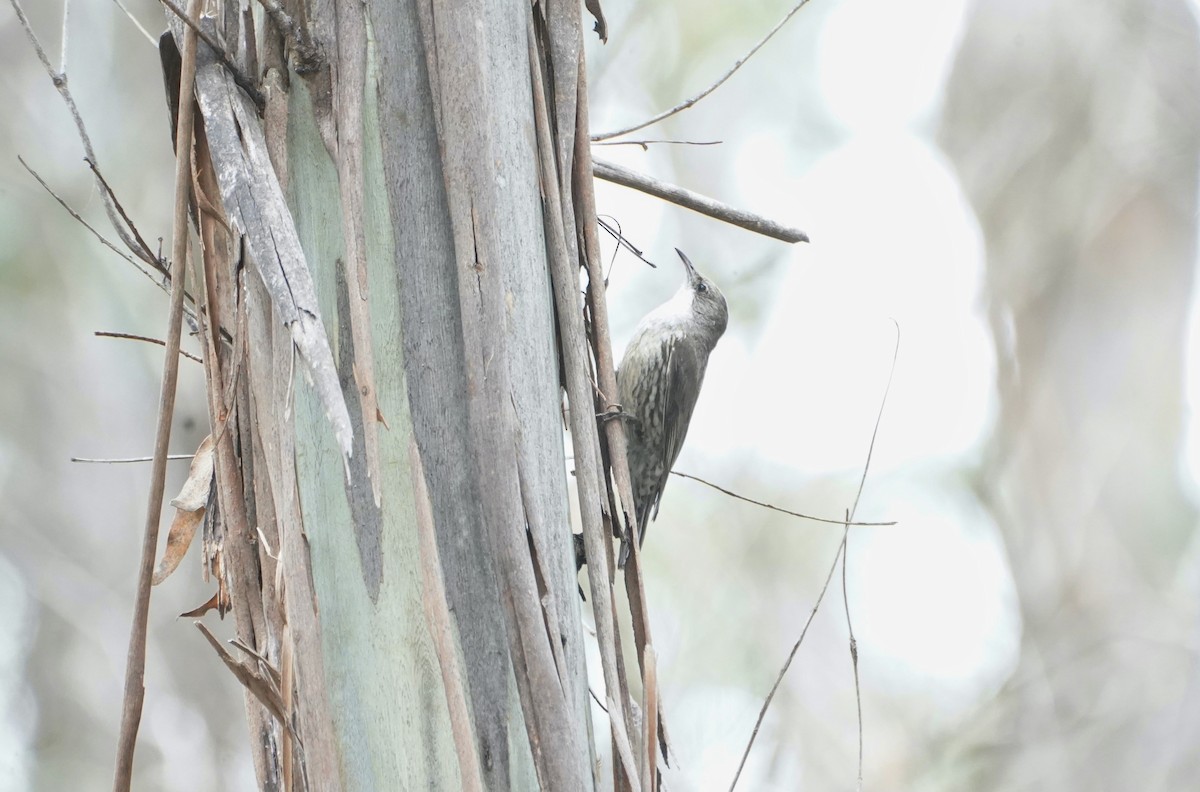 White-throated Treecreeper - ML610957454