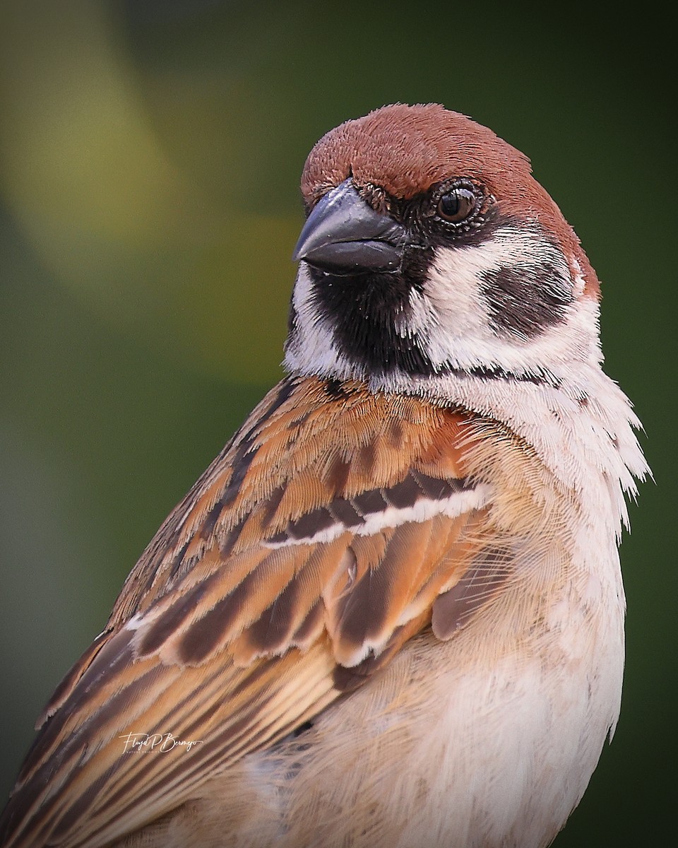 Eurasian Tree Sparrow - ML610957464