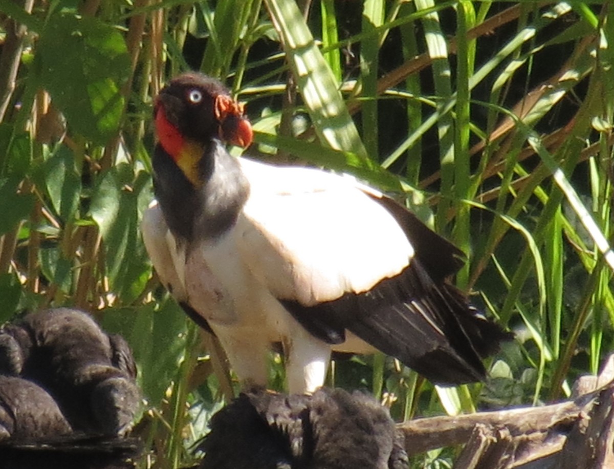 King Vulture - ML610957520