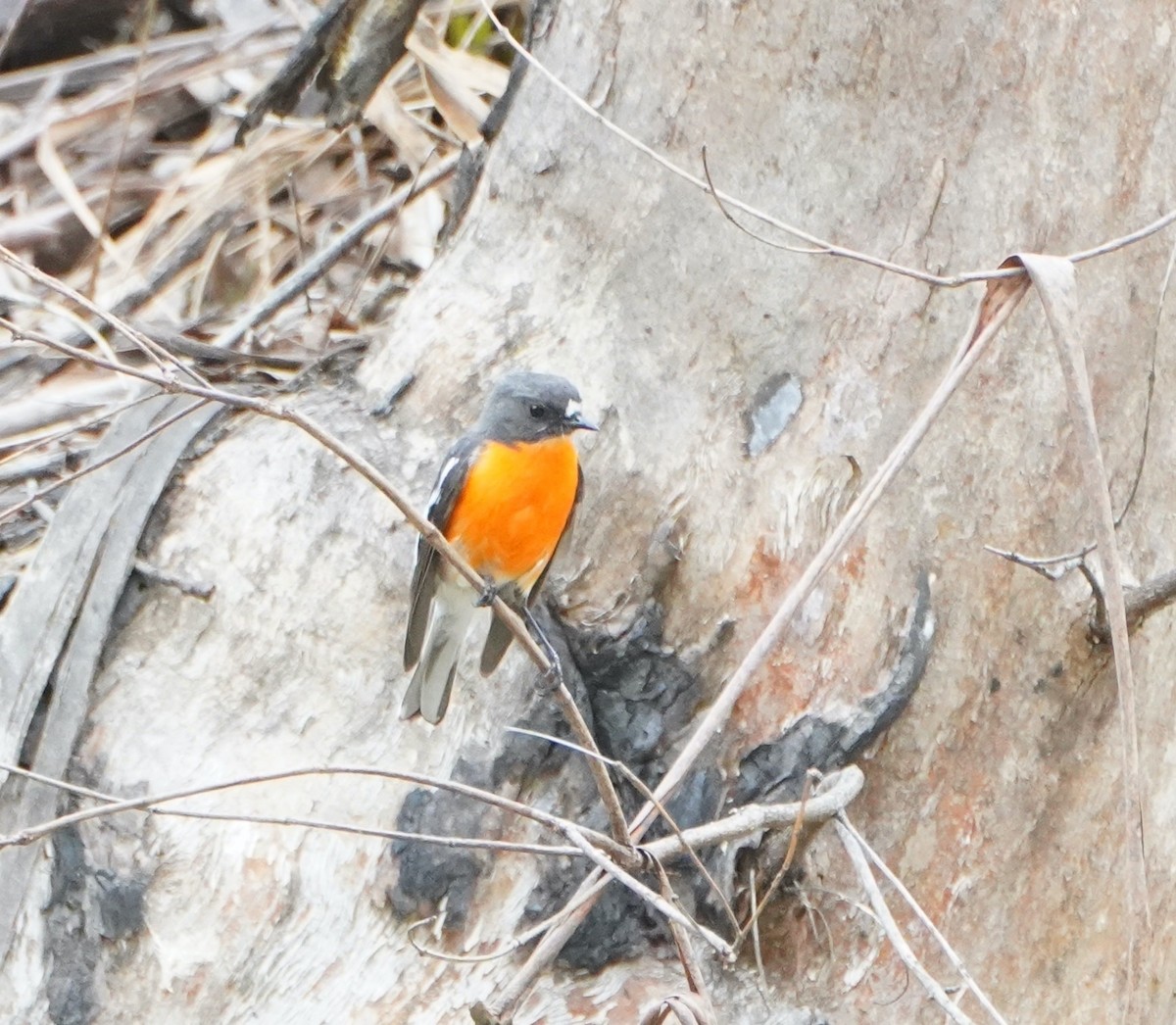 Flame Robin - ML610957551