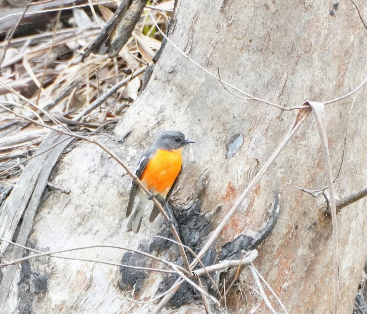 Flame Robin - ML610957557