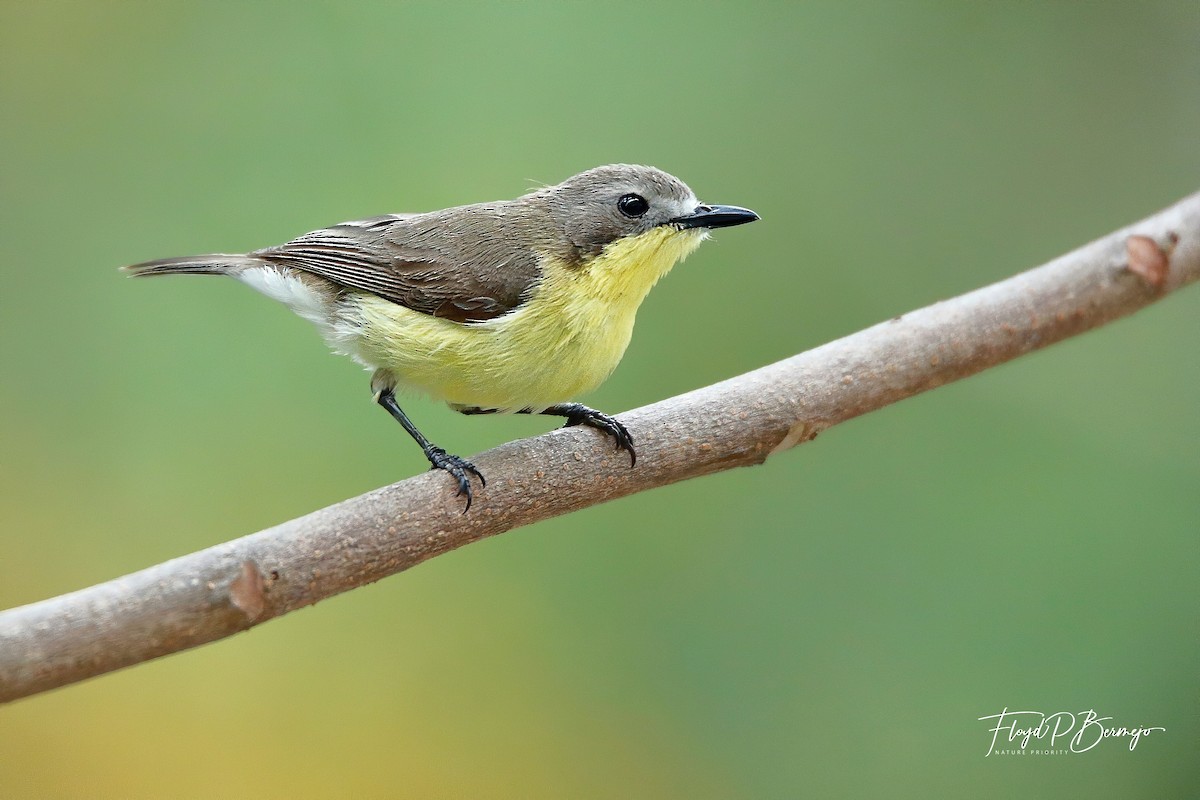 Golden-bellied Gerygone - ML610957584