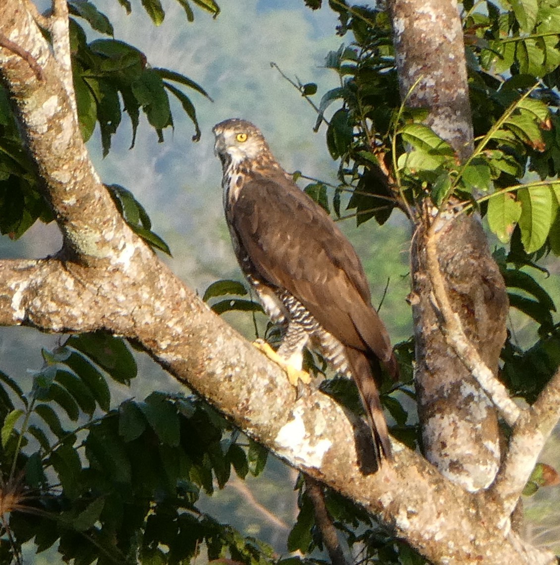 Sulawesi Hawk-Eagle - Gary Kane