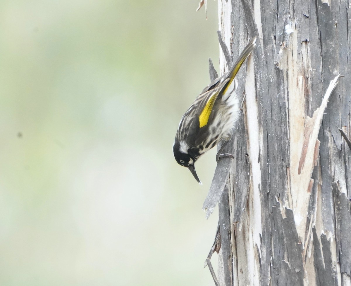 New Holland Honeyeater - ML610957609