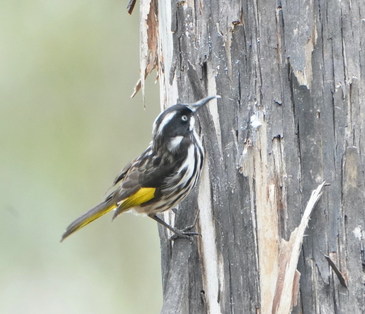 New Holland Honeyeater - ML610957610