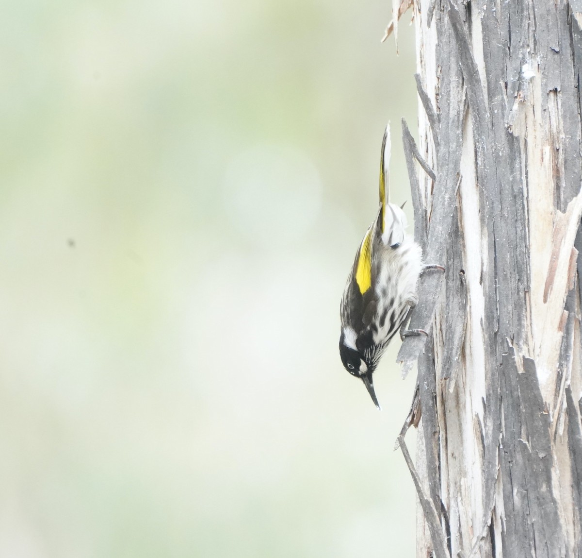 New Holland Honeyeater - ML610957613