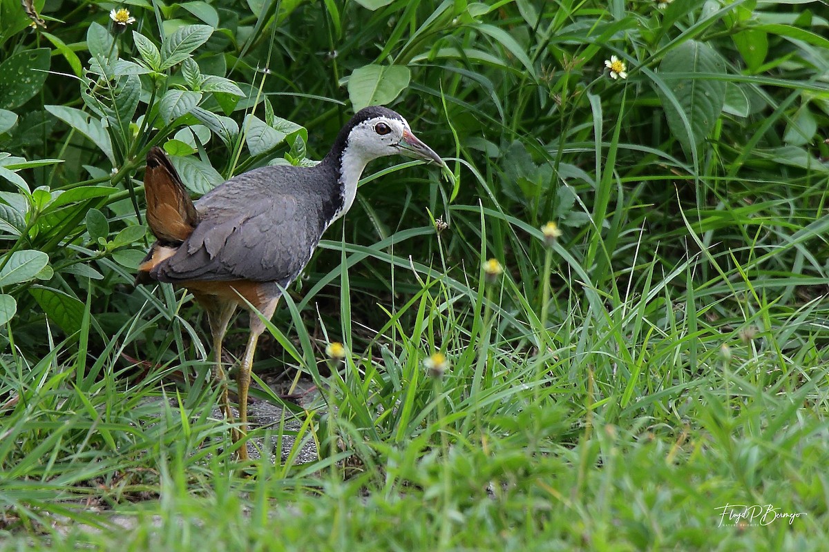 White-breasted Waterhen - ML610957621