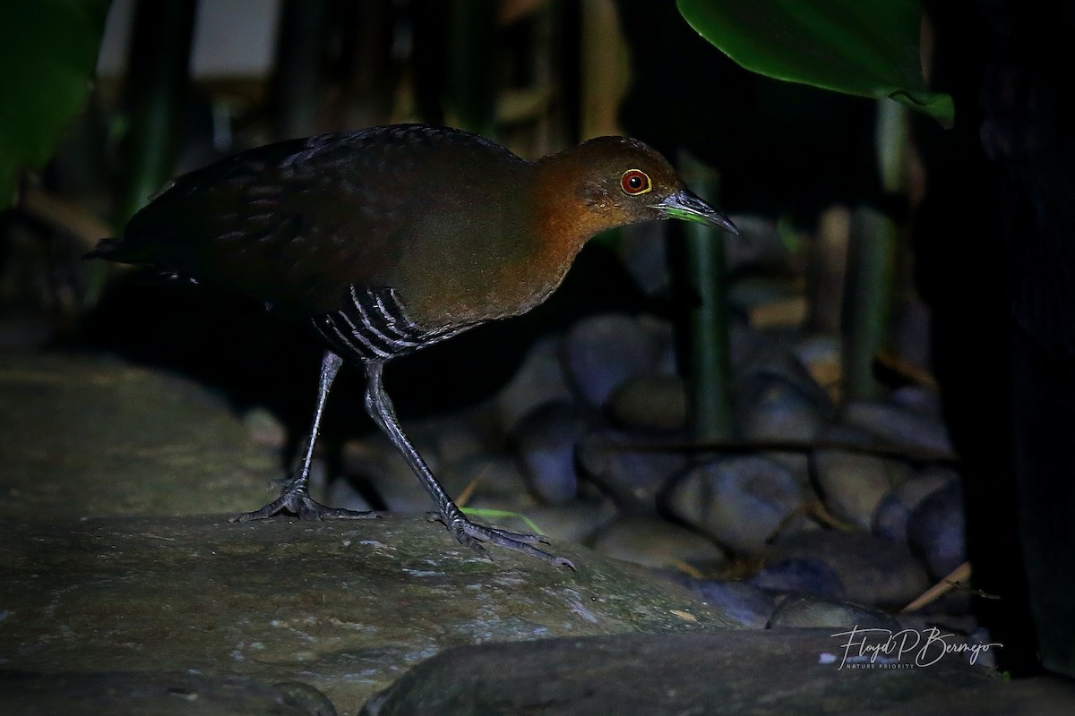 Slaty-legged Crake - ML610957625