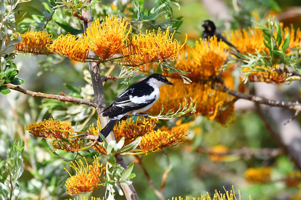 White-winged Triller - Bernie McRitchie