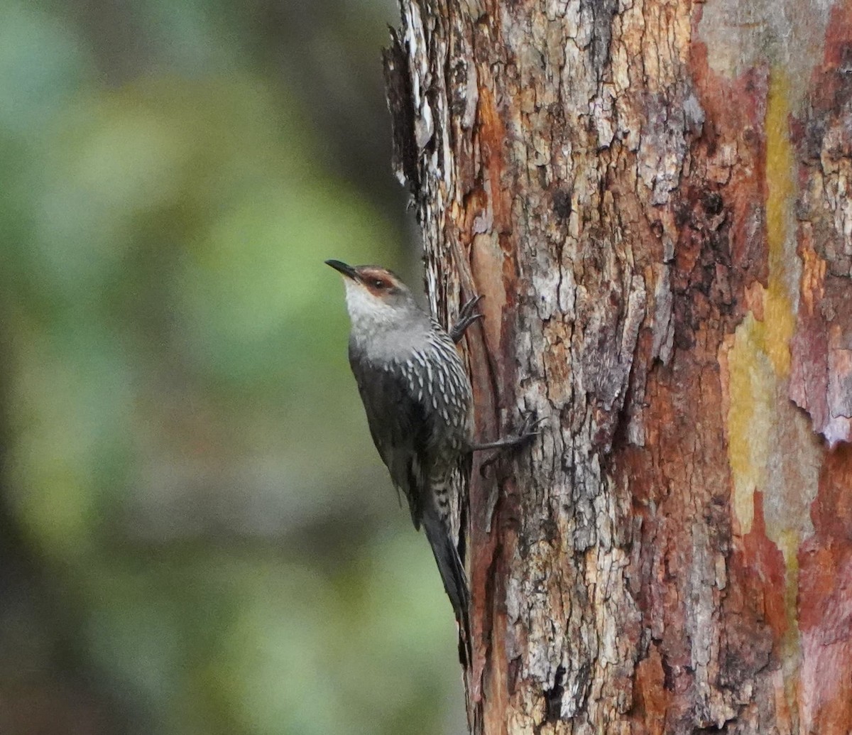 Red-browed Treecreeper - ML610957681