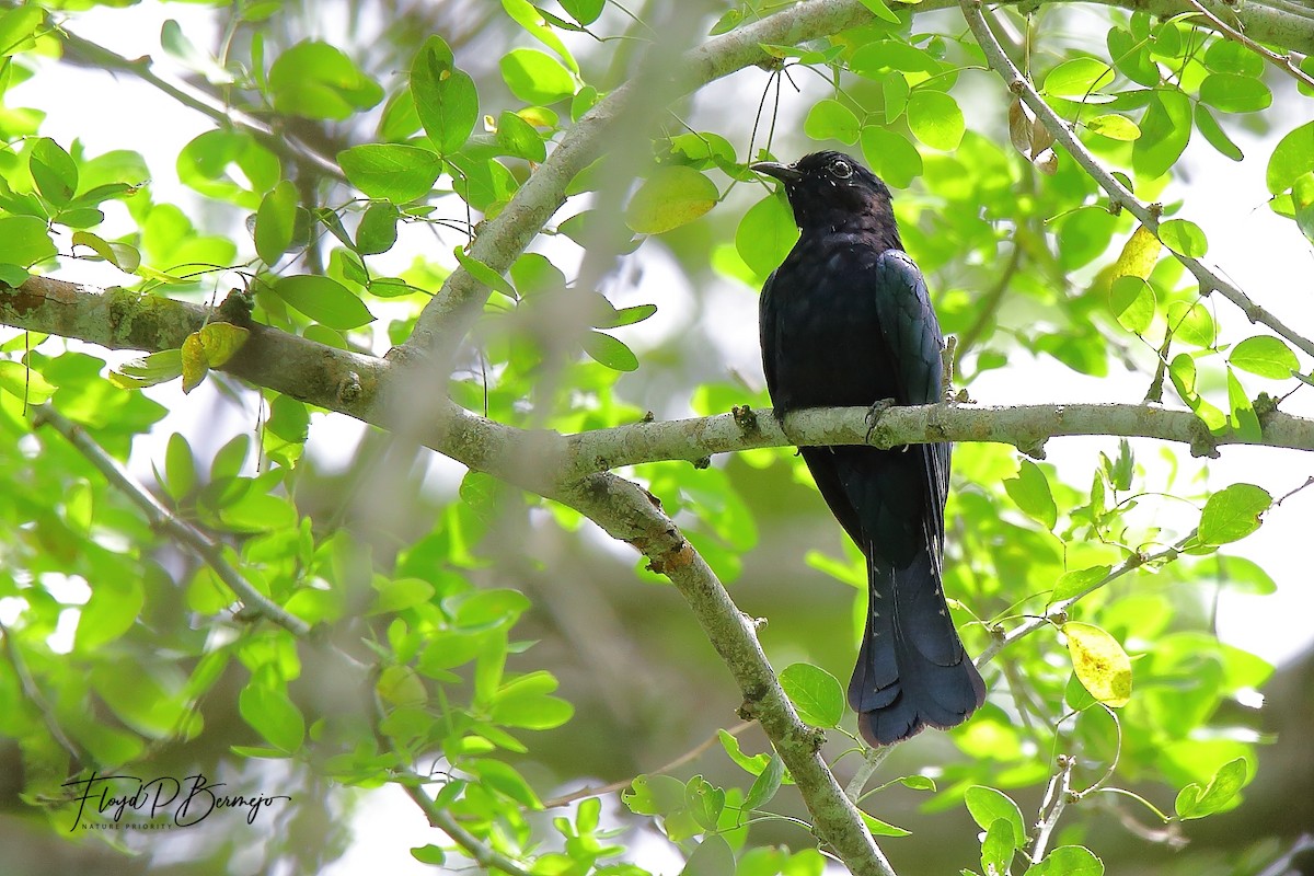 Cuclillo Drongo Filipino - ML610957682