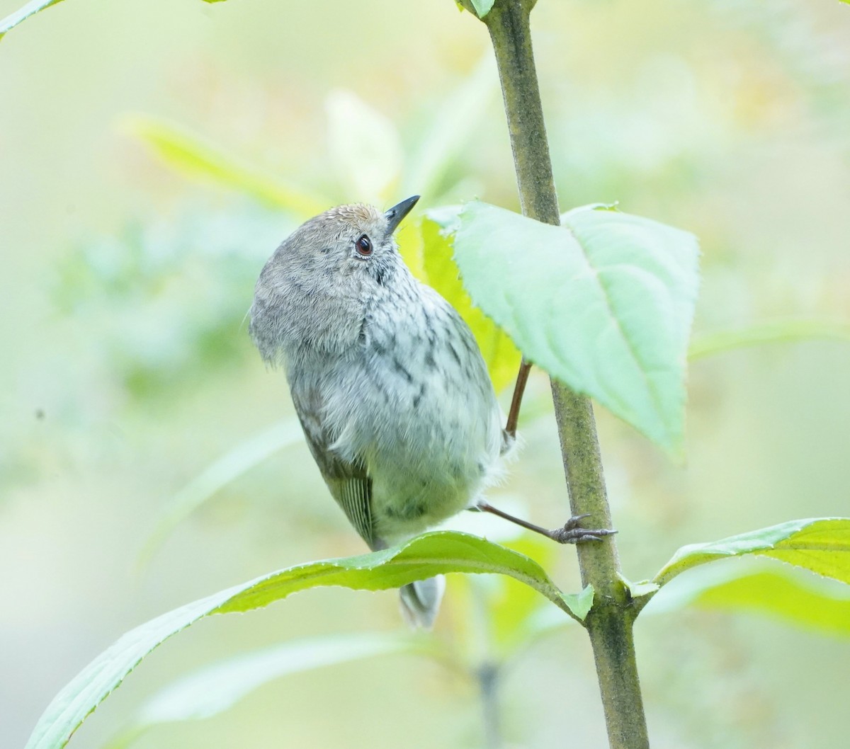 Brown Thornbill - ML610957687