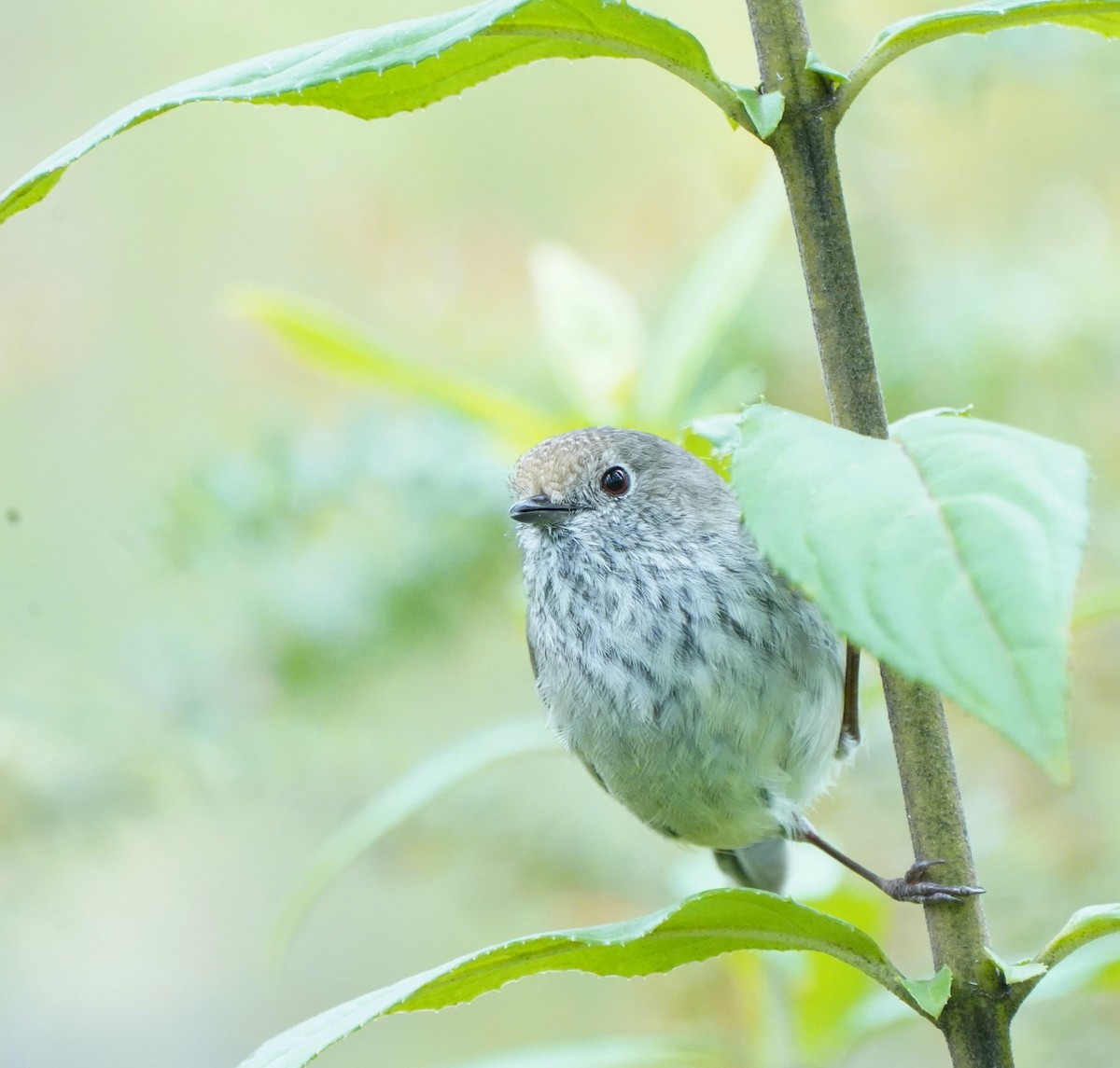 Brown Thornbill - ML610957688