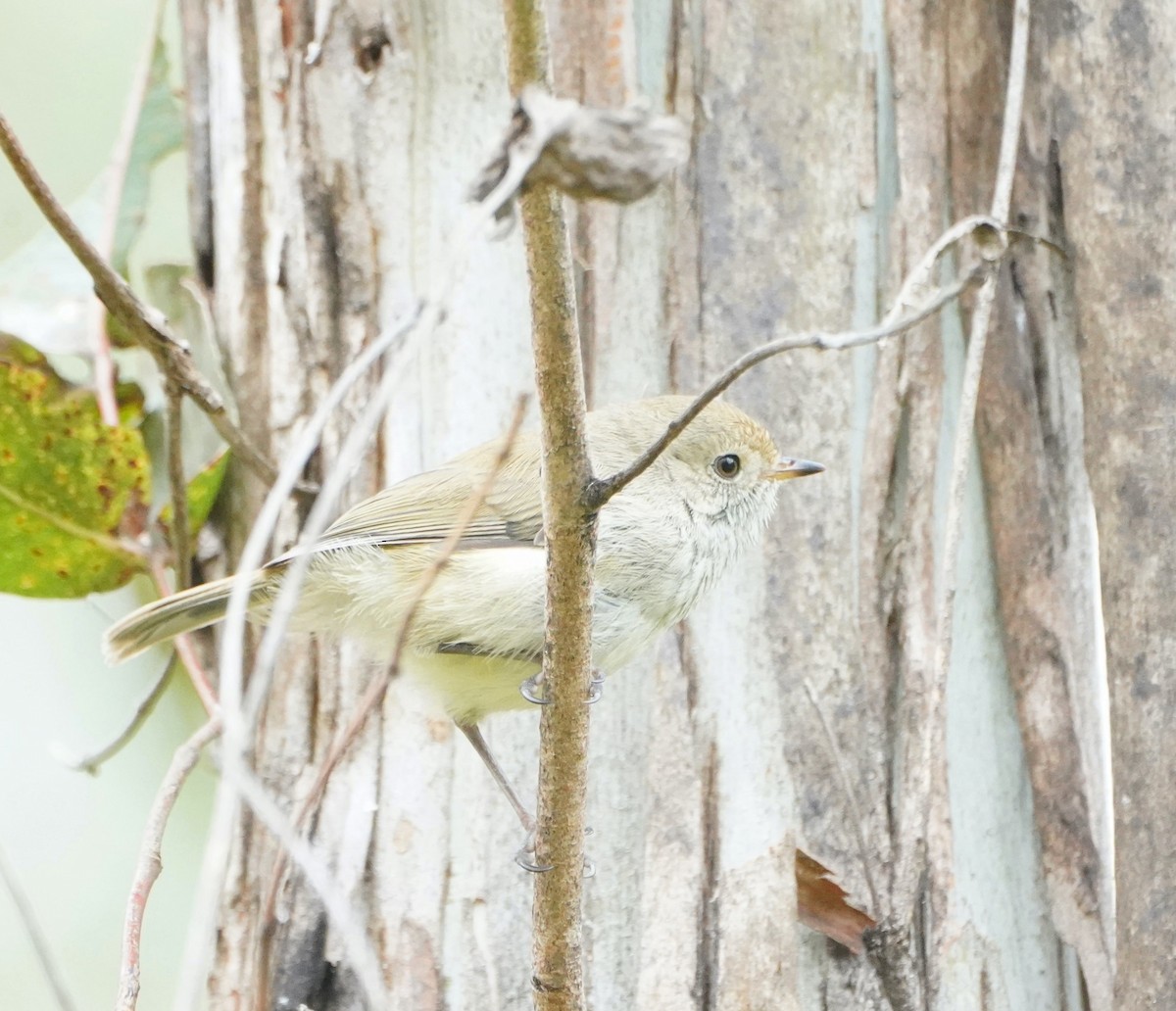 Brown Thornbill - ML610957689