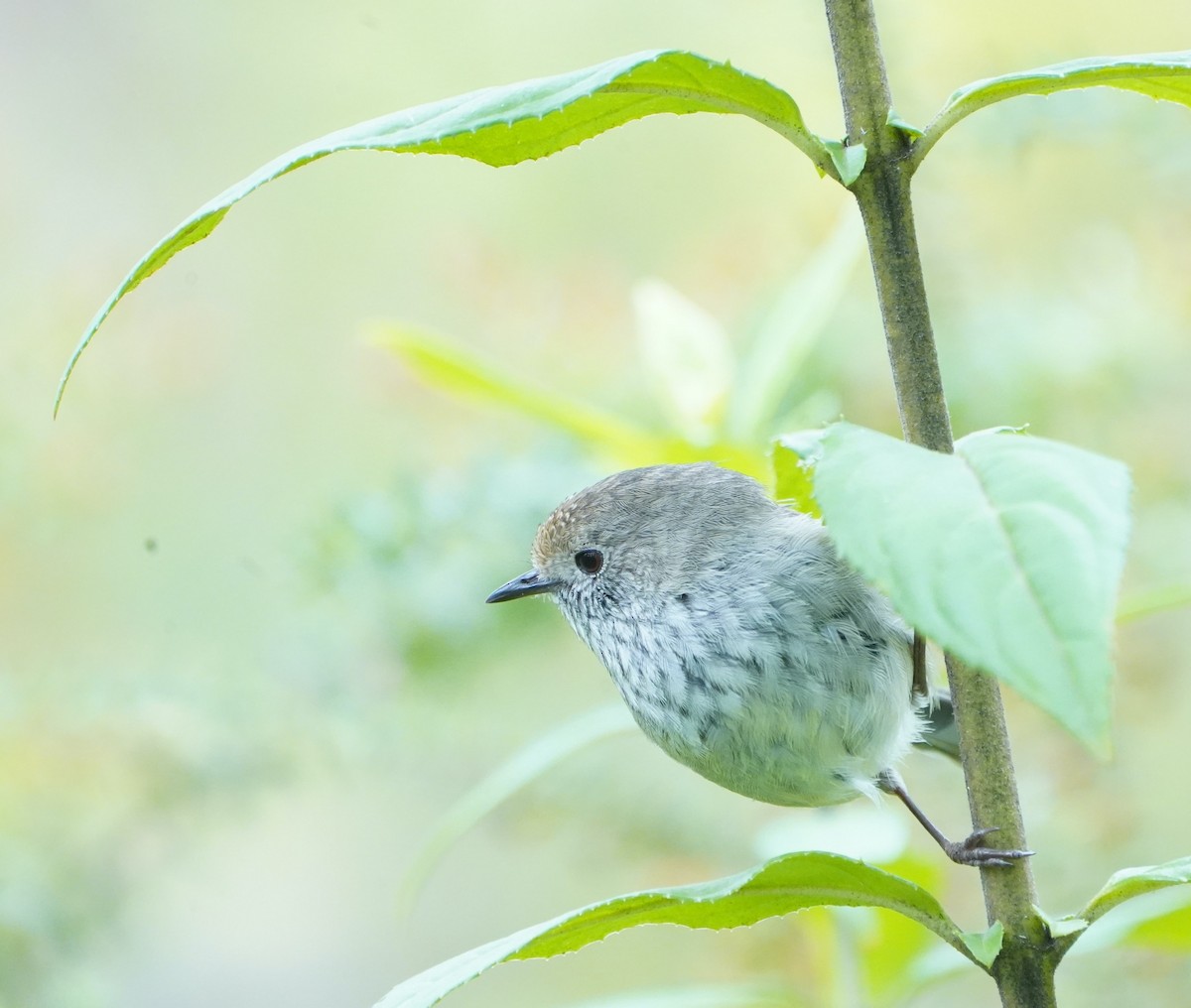 Brown Thornbill - ML610957690