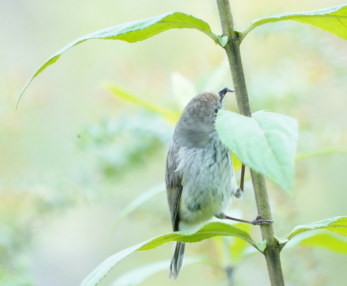 Brown Thornbill - ML610957691