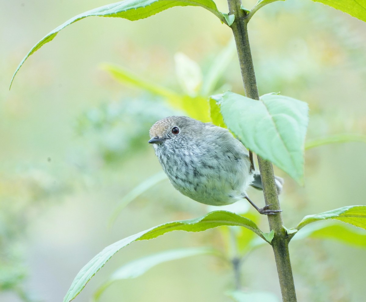 Brown Thornbill - ML610957692