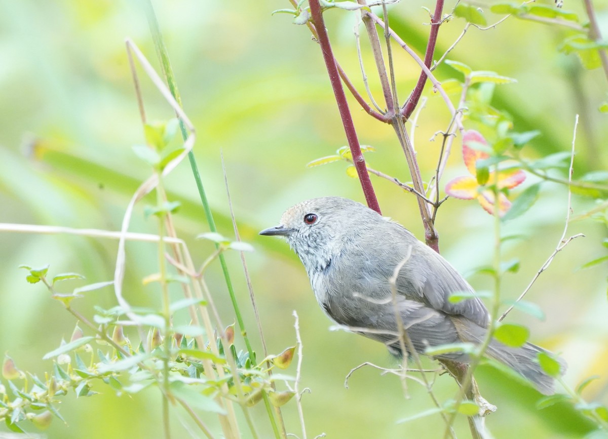 Brown Thornbill - ML610957696