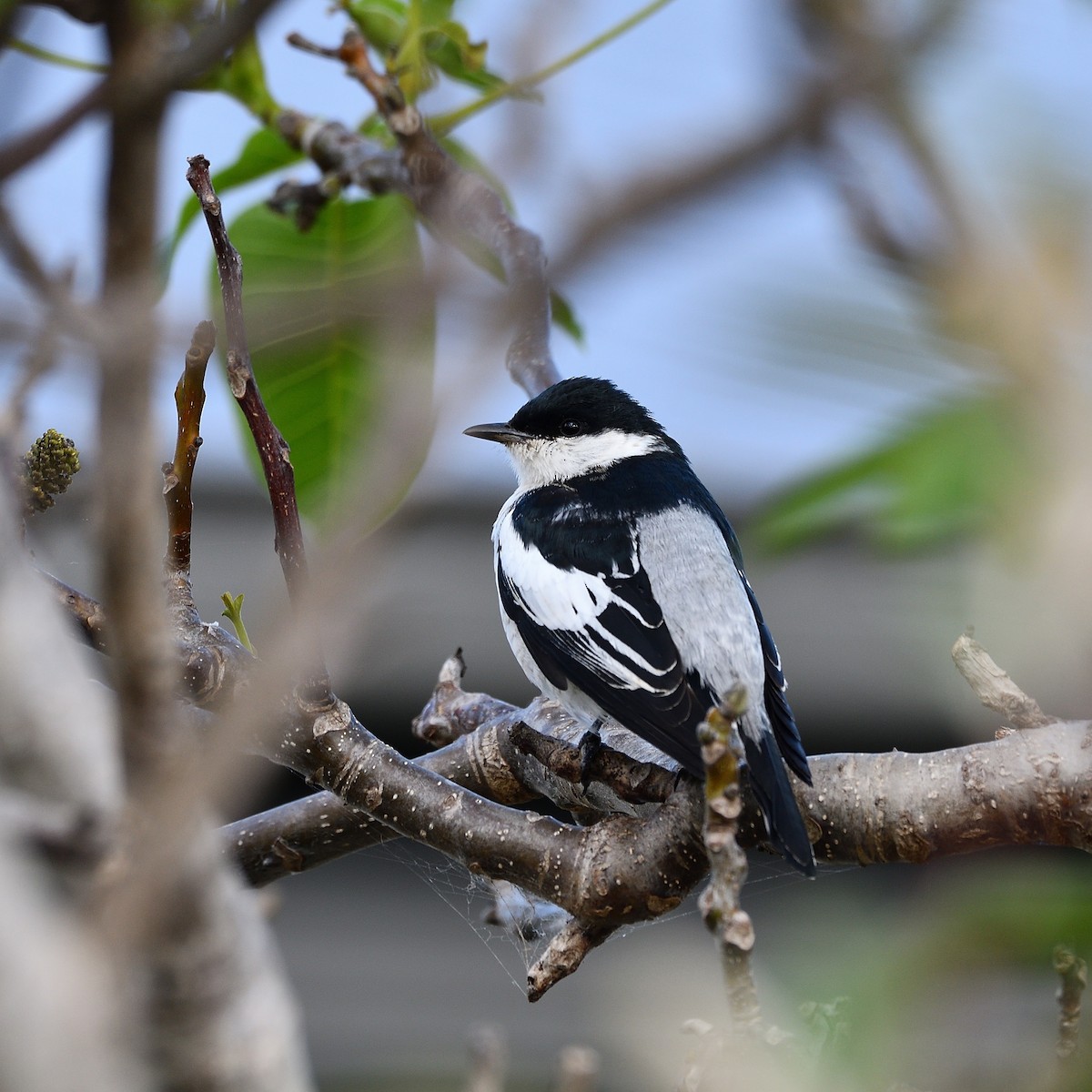 White-winged Triller - Bernie McRitchie