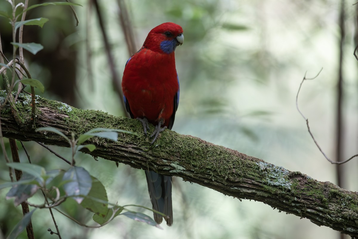 Crimson Rosella (Crimson) - Isaac Clarey