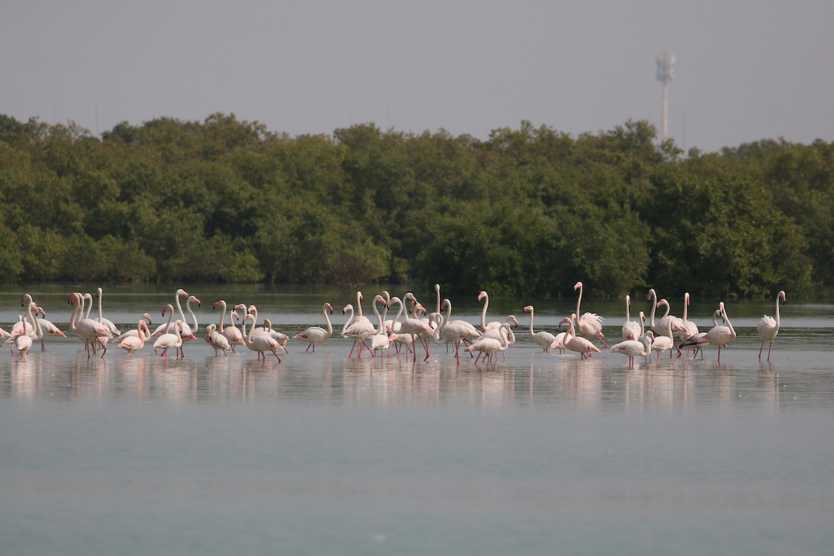 Greater Flamingo - ML610957757