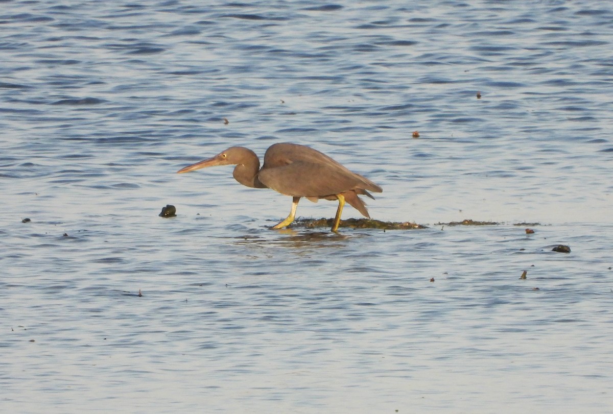 Pacific Reef-Heron - ML610957810