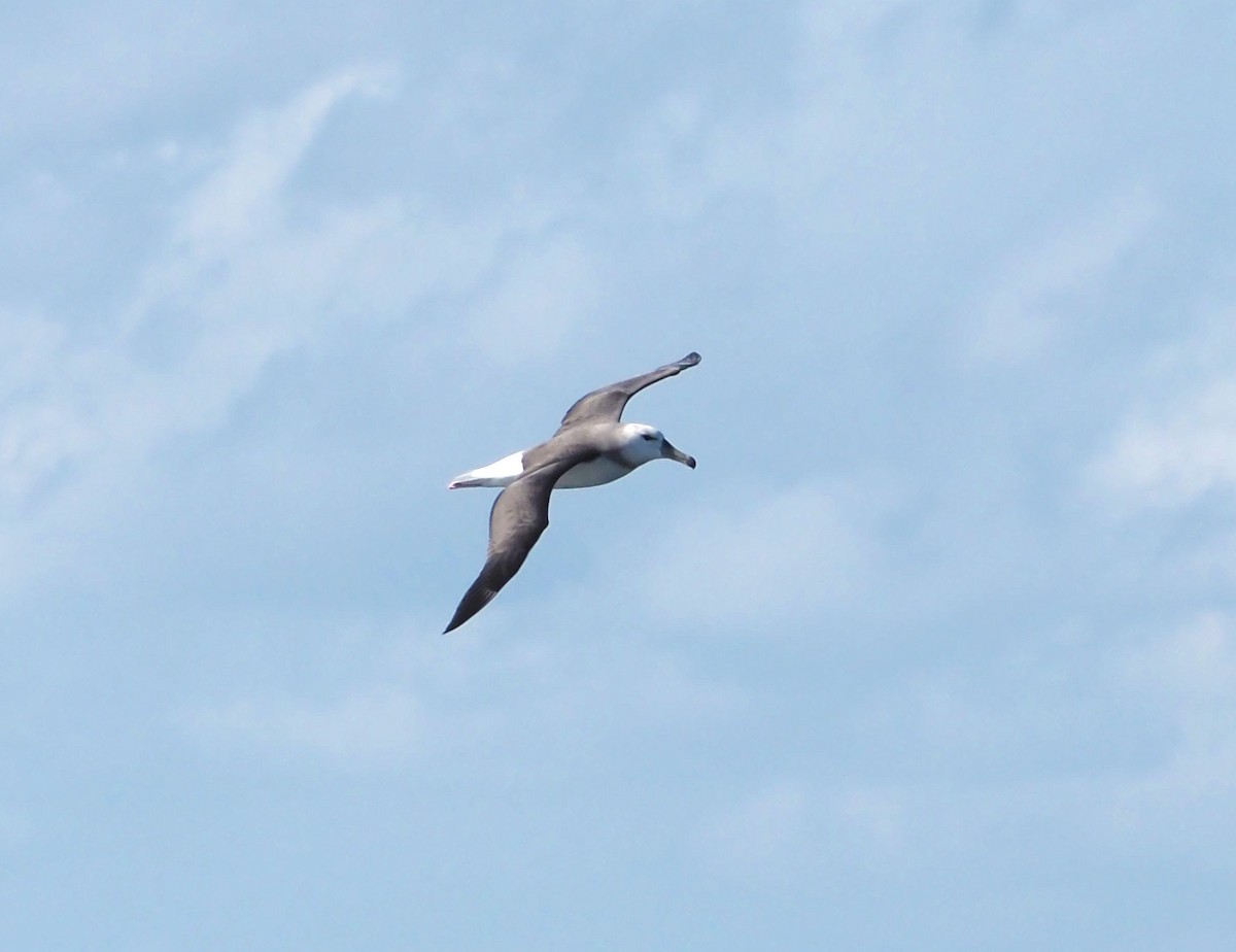 Albatros Ojeroso (melanophris) - ML610957979