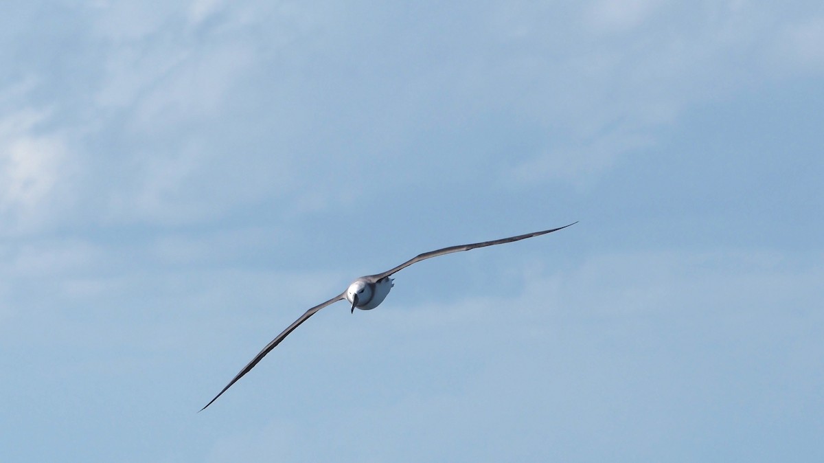 Albatros à sourcils noirs (melanophris) - ML610957980