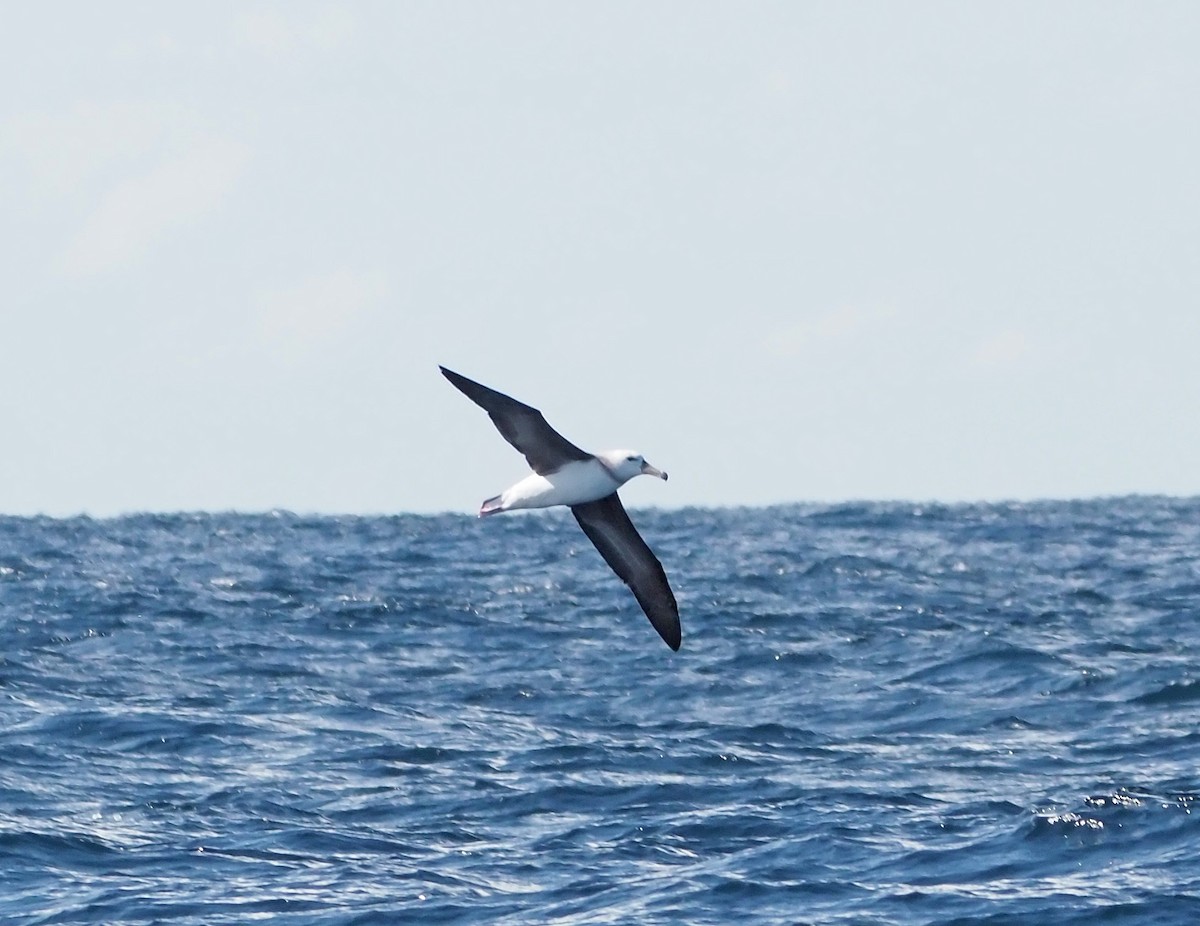 albatros černobrvý (ssp. melanophris) - ML610957981
